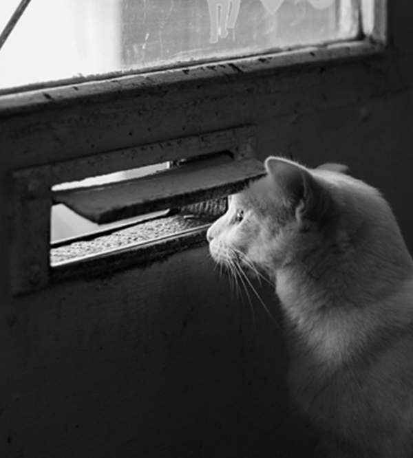 gato mirando por apertura para correo